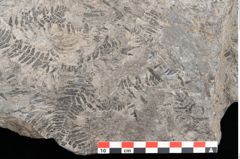 Foto (Detailansicht) von Gleichinites austriacus Ettingshausen (NHMW-GEO-2024-0188-10529)
